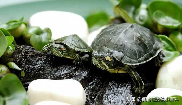 巴西龟的寿命一般有多少年？巴西龟怎么养才能活得久？