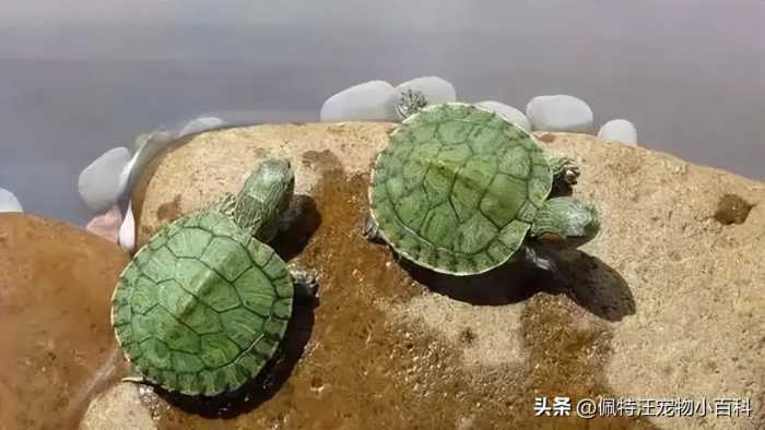 巴西龟的寿命一般有多少年？巴西龟怎么养才能活得久？